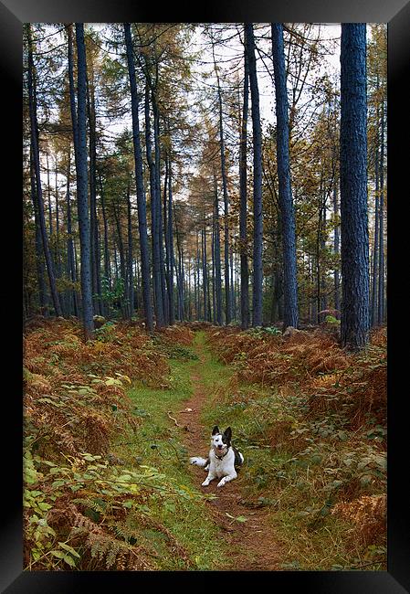 Dog in Woods Framed Print by Keith Thorburn EFIAP/b