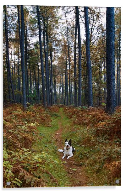 Dog in Woods Acrylic by Keith Thorburn EFIAP/b