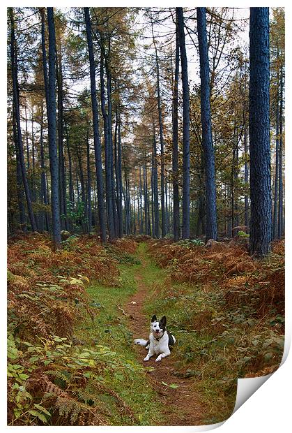 Dog in Woods Print by Keith Thorburn EFIAP/b