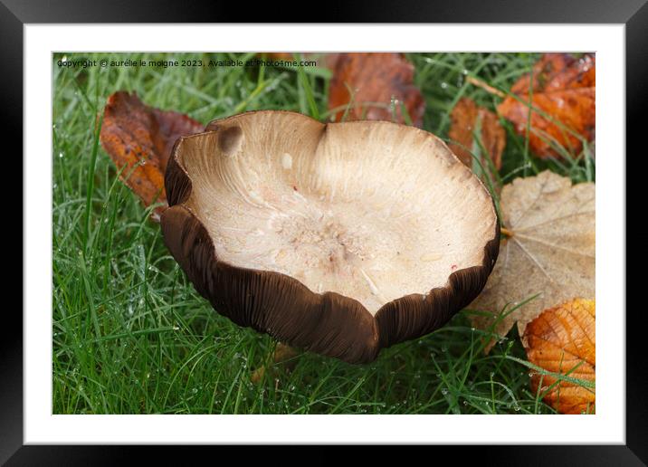 Field mushroom in grass Framed Mounted Print by aurélie le moigne
