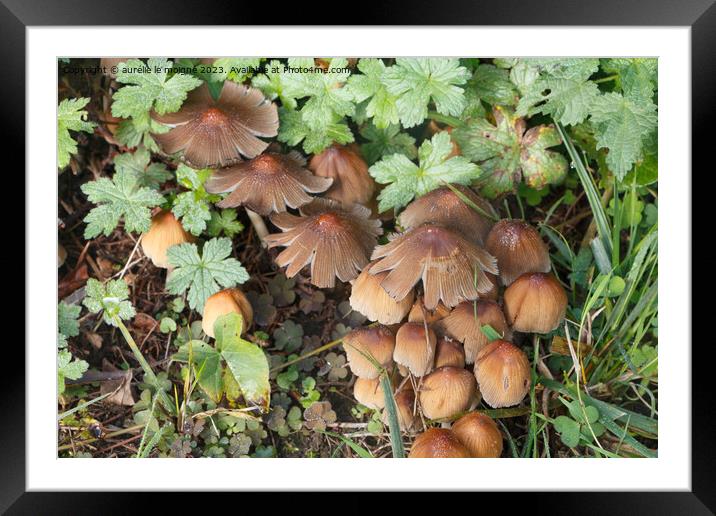 Glistening inkcap mushrooms in grass Framed Mounted Print by aurélie le moigne