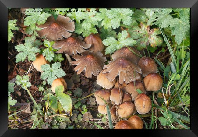 Glistening inkcap mushrooms in grass Framed Print by aurélie le moigne