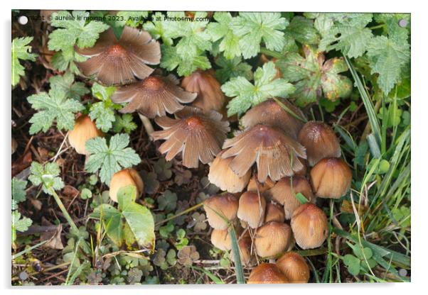 Glistening inkcap mushrooms in grass Acrylic by aurélie le moigne
