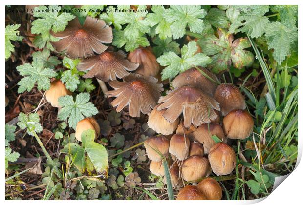 Glistening inkcap mushrooms in grass Print by aurélie le moigne