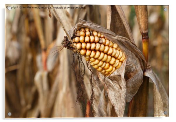 Corn field just before the harvest Acrylic by aurélie le moigne