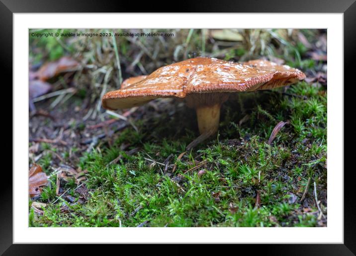 Rufous milkcap mushroom in moss Framed Mounted Print by aurélie le moigne