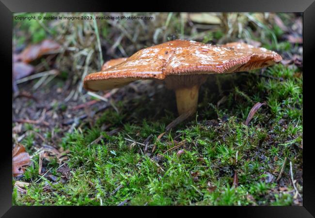 Rufous milkcap mushroom in moss Framed Print by aurélie le moigne