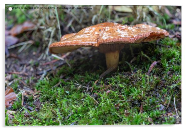 Rufous milkcap mushroom in moss Acrylic by aurélie le moigne
