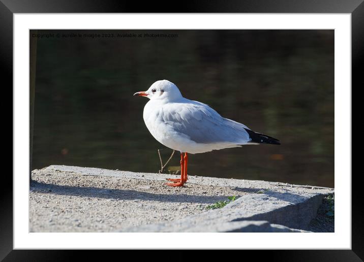 Black-headed gull near a pond Framed Mounted Print by aurélie le moigne