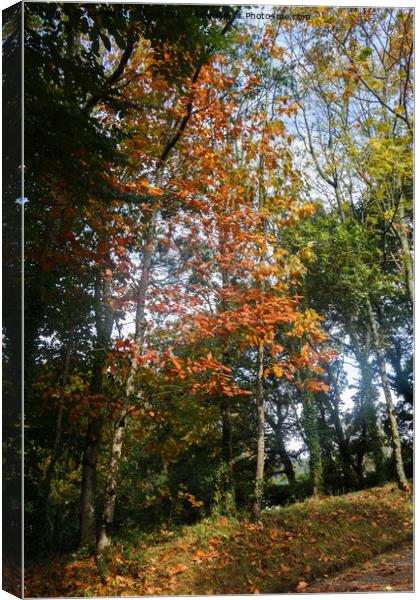Forest during autumn Canvas Print by aurélie le moigne