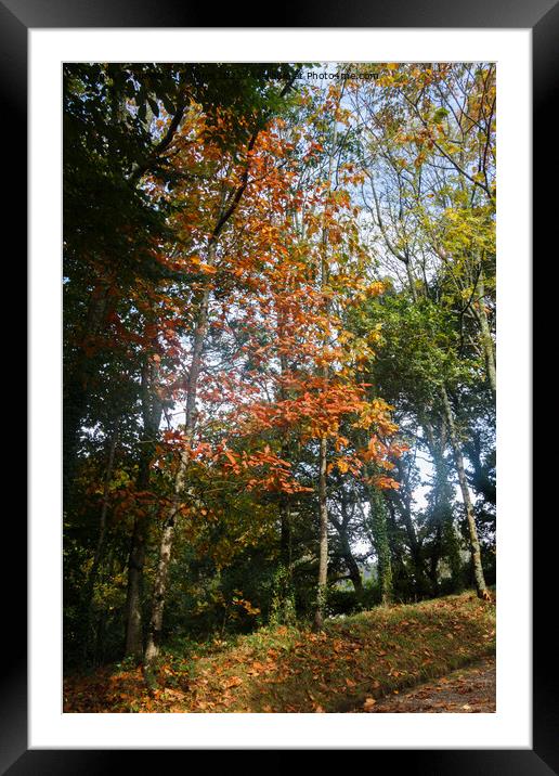 Forest during autumn Framed Mounted Print by aurélie le moigne