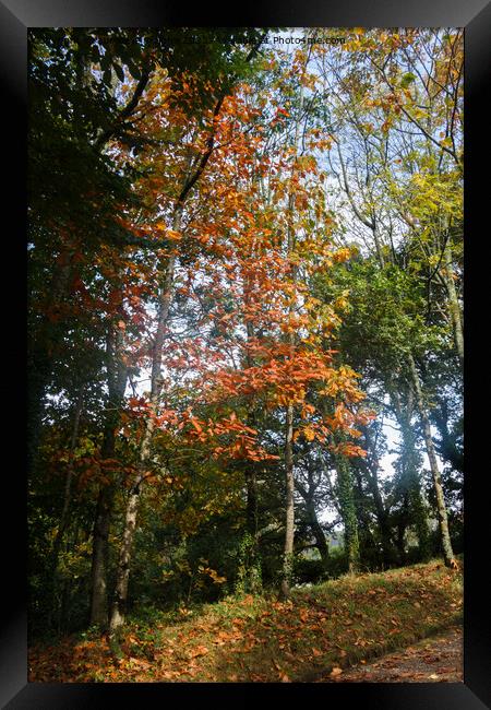 Forest during autumn Framed Print by aurélie le moigne