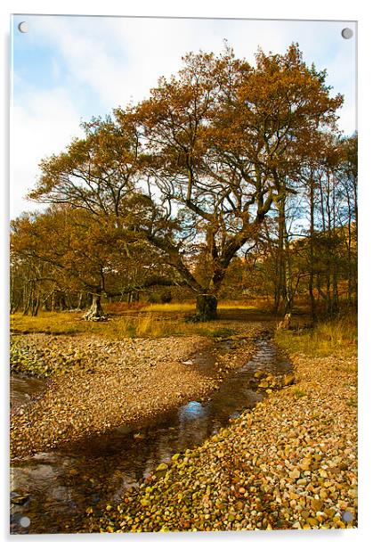 The Old Oak Tree Scotland Acrylic by Jacqi Elmslie
