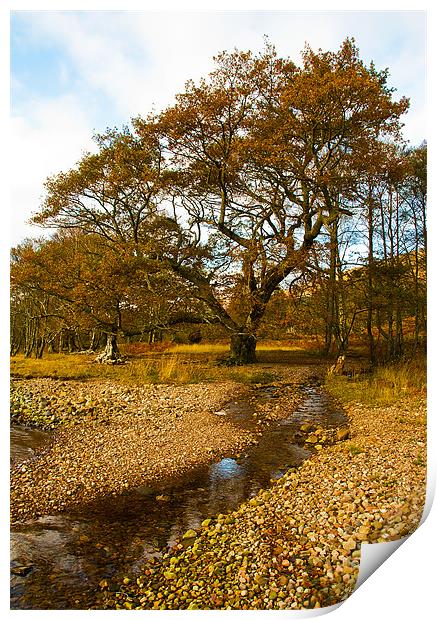The Old Oak Tree Scotland Print by Jacqi Elmslie