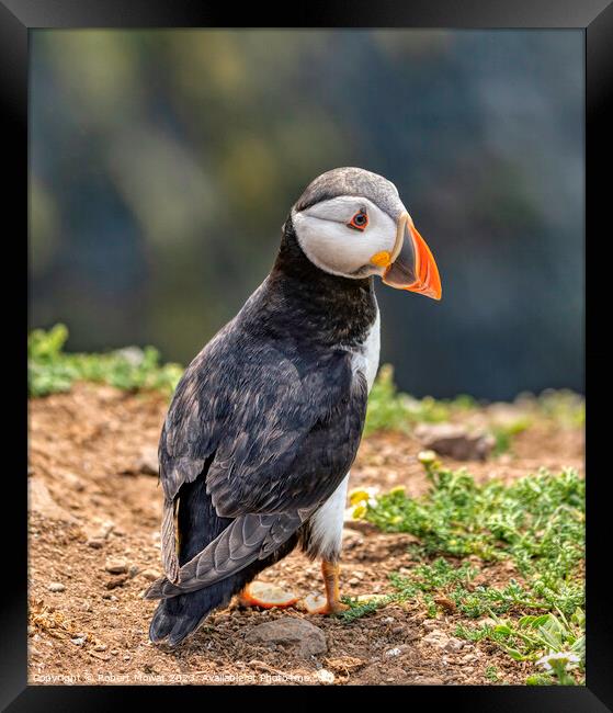 Puffin on Skomer Island, Pembrokeshire Framed Print by Robert Mowat