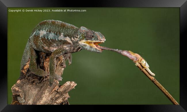 Panther Chameleon feeding Framed Print by Derek Hickey