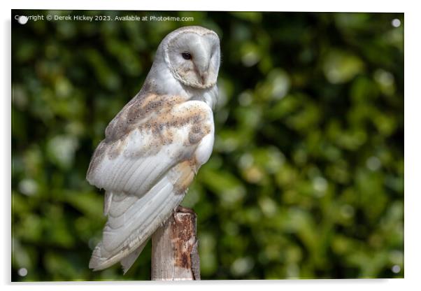 Barn Owl Acrylic by Derek Hickey
