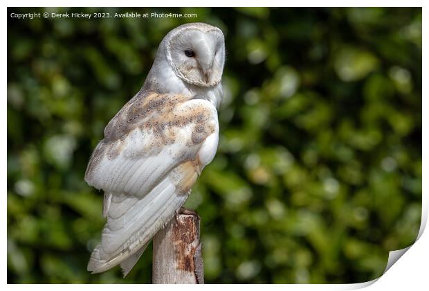 Barn Owl Print by Derek Hickey