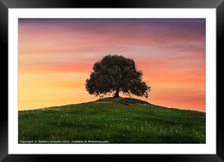 Holm oak on top of the hill at sunset. Tuscany Framed Mounted Print by Stefano Orazzini
