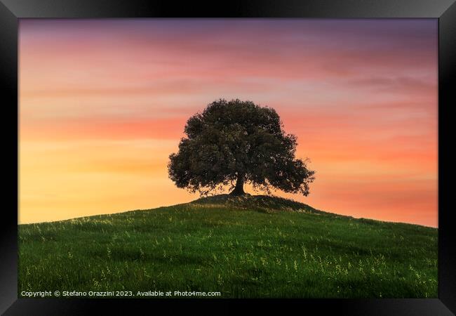 Holm oak on top of the hill at sunset. Tuscany Framed Print by Stefano Orazzini