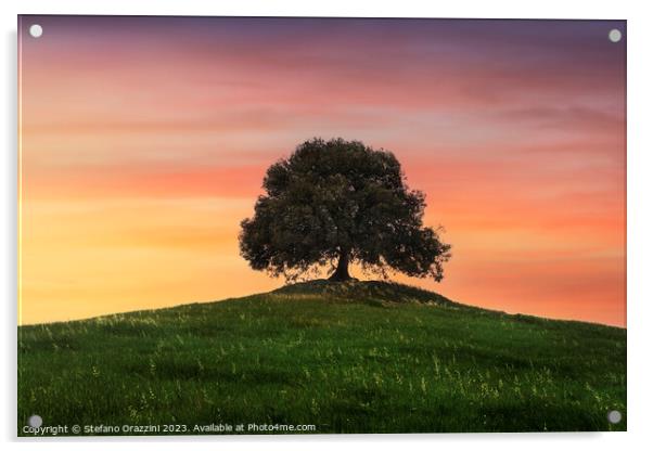 Holm oak on top of the hill at sunset. Tuscany Acrylic by Stefano Orazzini