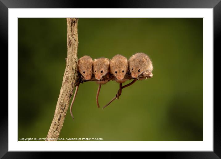 Harvest Mice Gathering Framed Mounted Print by Derek Hickey
