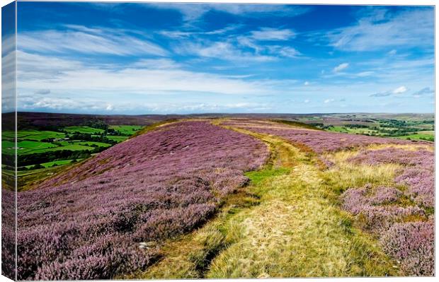 Westerdale Moorland Heather on Yorkshire Moors Canvas Print by Martyn Arnold