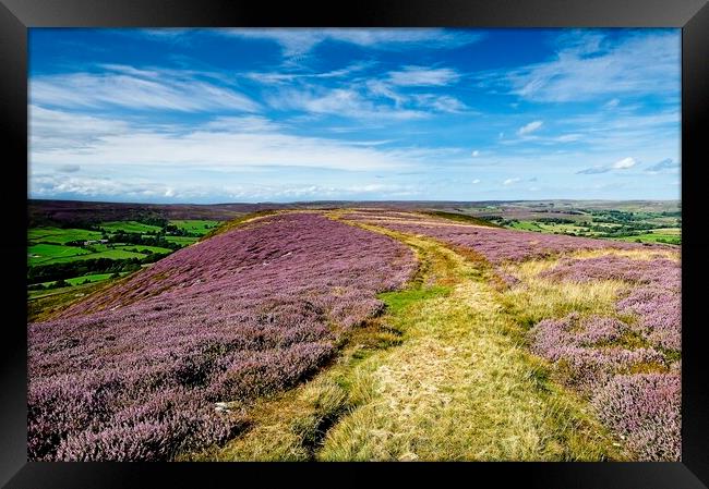 Westerdale Moorland Heather on Yorkshire Moors Framed Print by Martyn Arnold