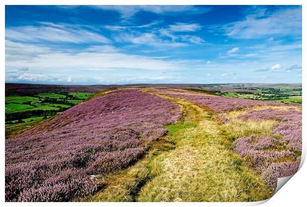 Westerdale Moorland Heather on Yorkshire Moors Print by Martyn Arnold