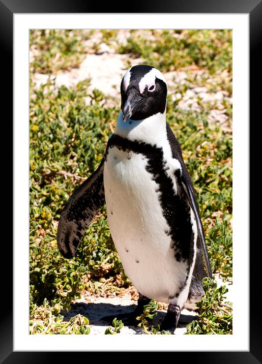 African Penguin Framed Mounted Print by Fabrizio Troiani