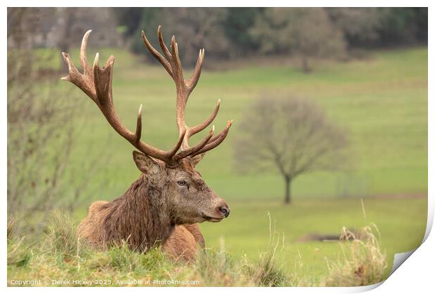 Red Deer Resting Print by Derek Hickey