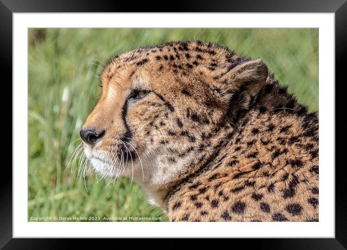 Cheetah Framed Mounted Print by Derek Hickey