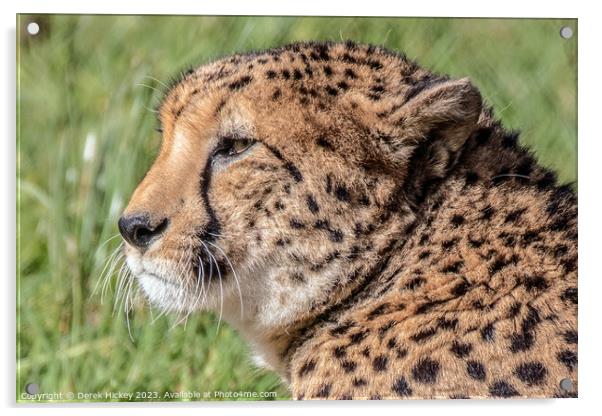 Cheetah Acrylic by Derek Hickey