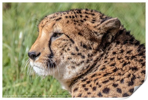 Cheetah Print by Derek Hickey