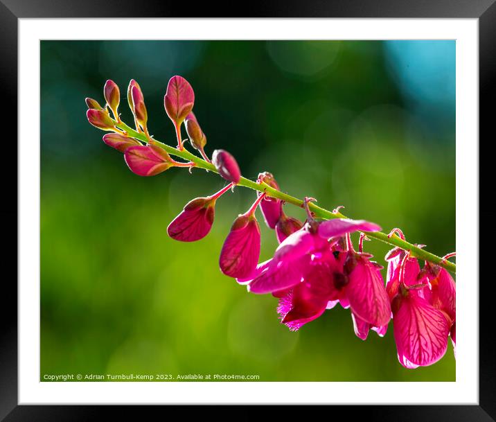 Close-up of a butterfly bush petals (Polygala virg Framed Mounted Print by Adrian Turnbull-Kemp