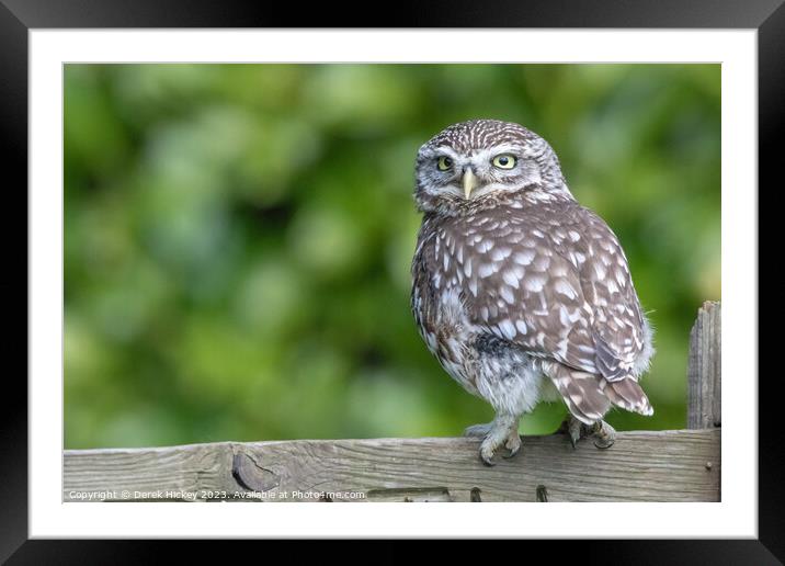 Little Owl Framed Mounted Print by Derek Hickey