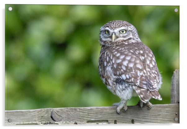 Little Owl Acrylic by Derek Hickey
