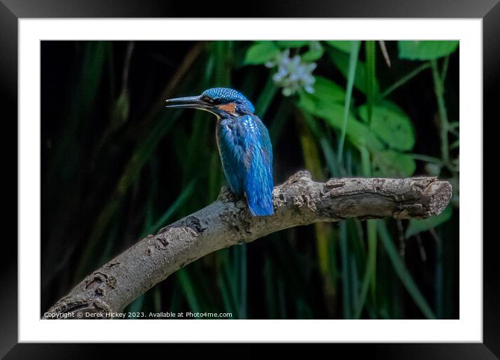Kingfisher Framed Mounted Print by Derek Hickey