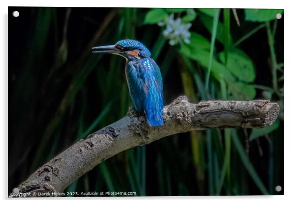 Kingfisher Acrylic by Derek Hickey