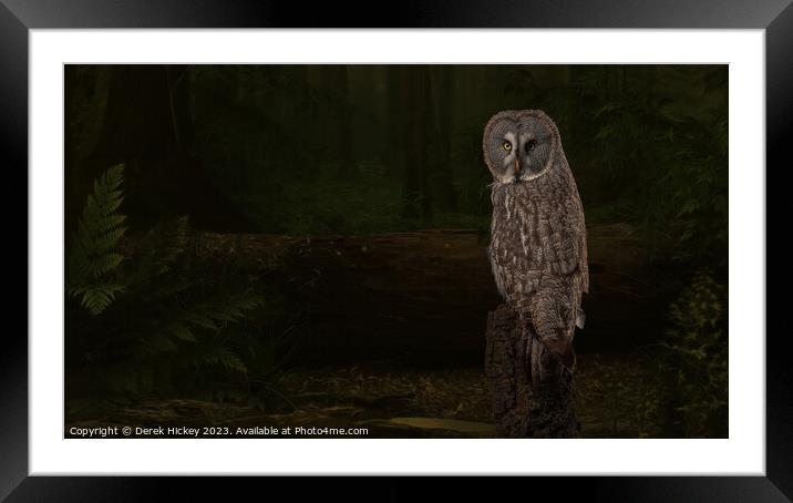 Woodland Great Grey Owl Framed Mounted Print by Derek Hickey
