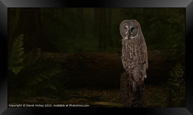 Woodland Great Grey Owl Framed Print by Derek Hickey