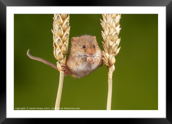 Harvest Mouse Ninja Framed Mounted Print by Derek Hickey