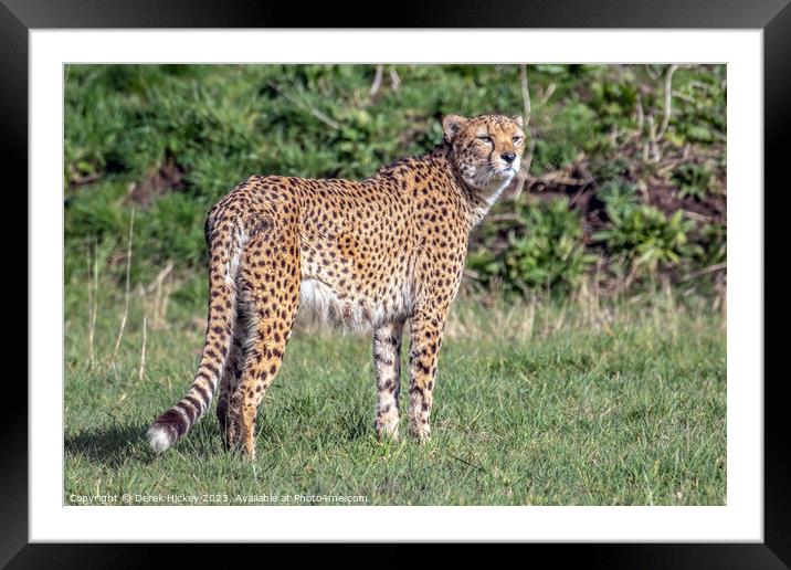 A cheetah standing in a grassy field Framed Mounted Print by Derek Hickey