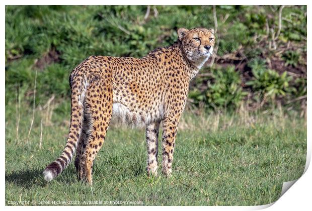A cheetah standing in a grassy field Print by Derek Hickey
