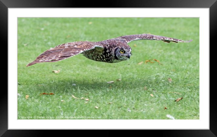 Owl Flypast Framed Mounted Print by Derek Hickey