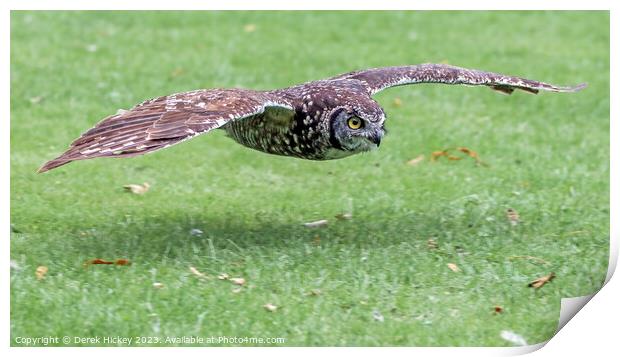 Owl Flypast Print by Derek Hickey