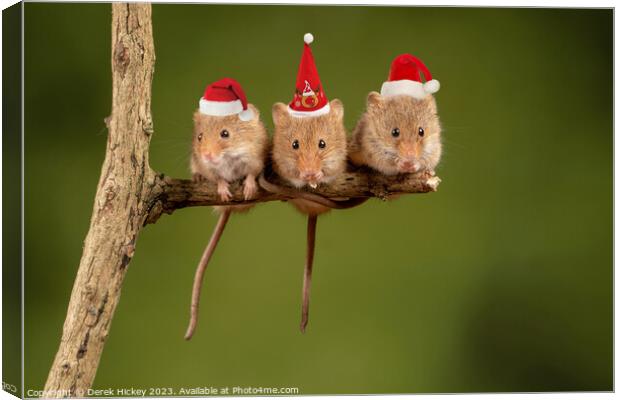 Three Christmas Mice Canvas Print by Derek Hickey