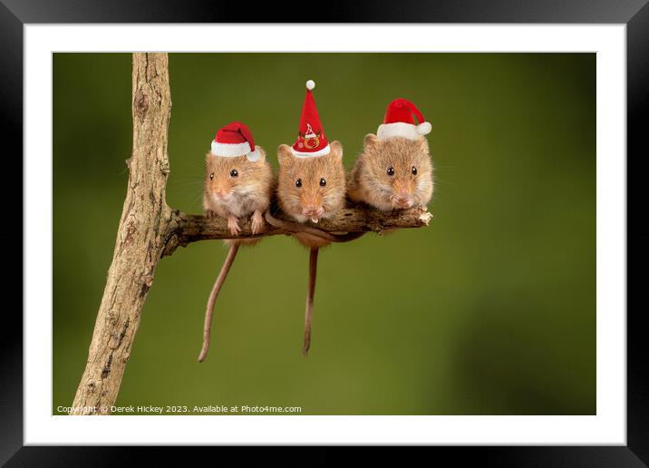 Three Christmas Mice Framed Mounted Print by Derek Hickey