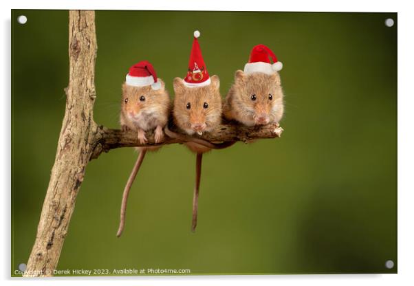Three Christmas Mice Acrylic by Derek Hickey