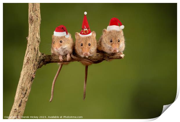 Three Christmas Mice Print by Derek Hickey